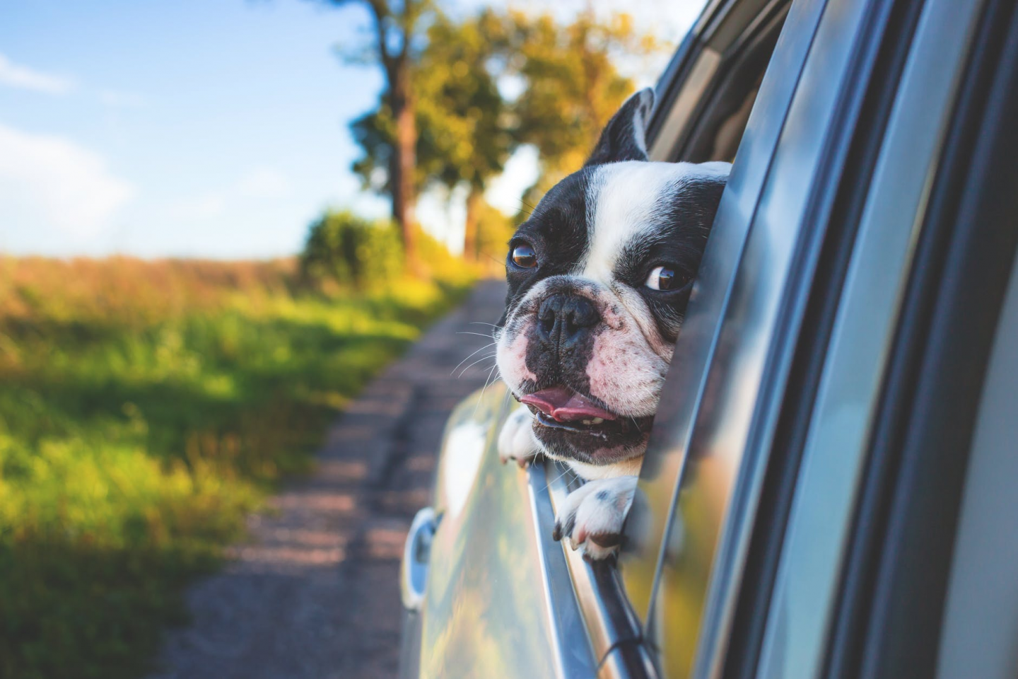 Do taxi's take dogs in London