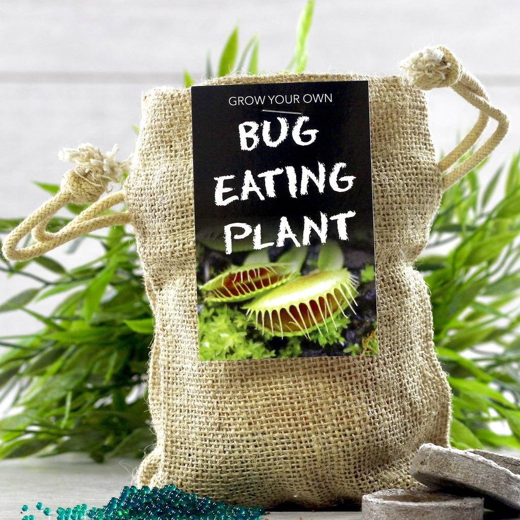 biug eating plant